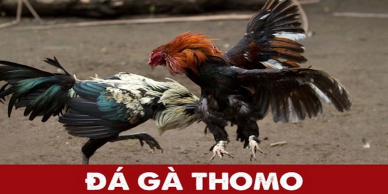 Hiểu rõ đá gà Thomo là gì?